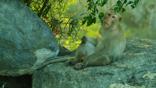 Sheep sitting on rock by tree