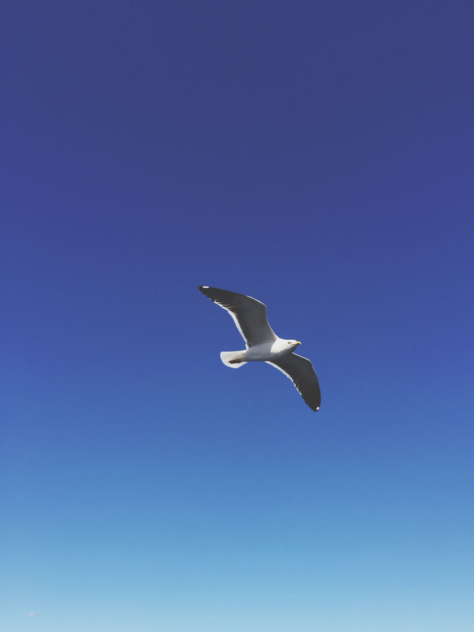 flying, animal themes, animal, animal wildlife, wildlife, blue, bird, one animal, sky, gull, spread wings, mid-air, seabird, clear sky, nature, low angle view, copy space, no people, animal body part, wing, motion, seagull, outdoors, day, beauty in nature, sunny, animal wing, full length