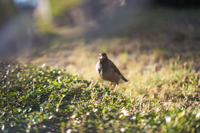 Close-up of bird perching on a field