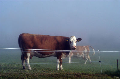 Cows standing in a field