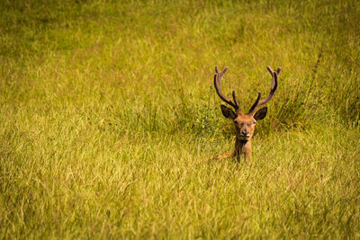 Portrait of a red deer on grassland