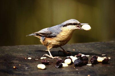 Close-up of bird eating food