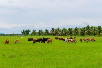 Horses in a field