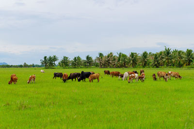 Cow in a field