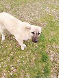 High angle view of dog on field