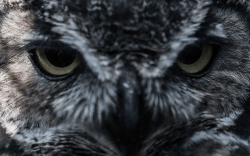 Close-up portrait of owl
