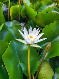 Close-up of white water lily