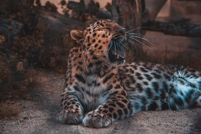 Tiger resting on a land