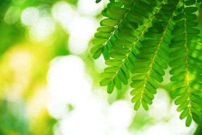 Close-up of green leaves on tree