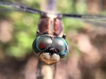 Extreme close-up of dragonfly