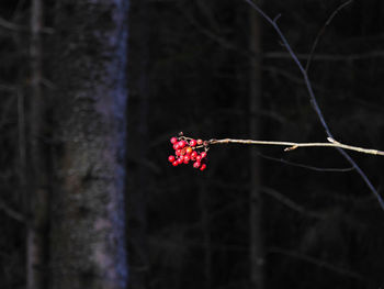 Close-up of red flower growing on tree