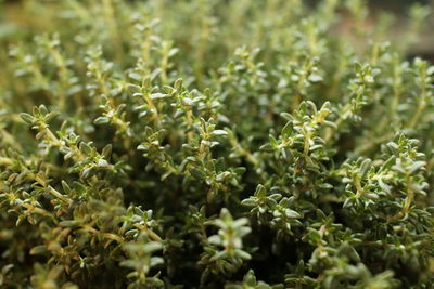 Close-up of fresh green plants