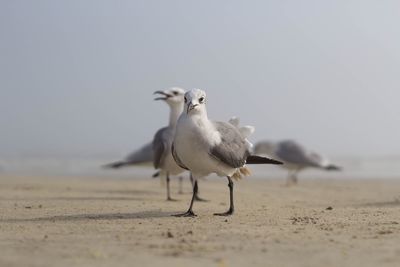 Close-up of seagull on beach against clear sky