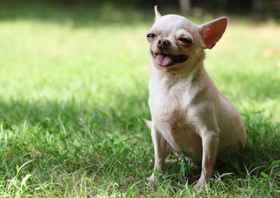 View of a dog on field