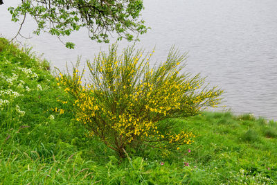 Yellow flowering plants on field