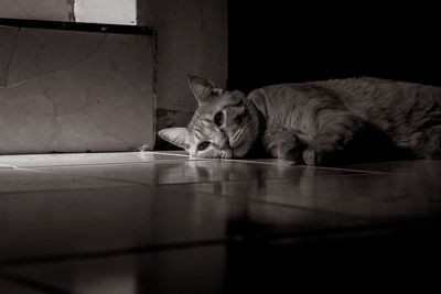 Cat sleeping on table at home