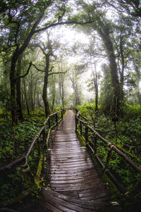 Walkway amidst trees in forest