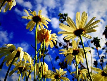 Low angle view of yellow flowers against blue cloudy sky