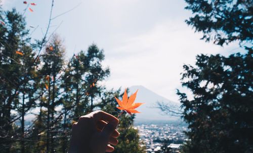 Person holding red flowering plants against sky