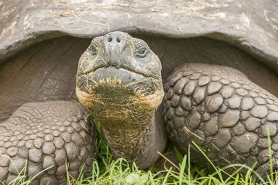 Close-up of tortoise in grass