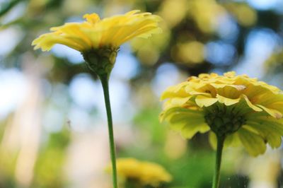 Close-up of yellow flower