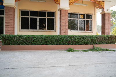 Plants growing outside building