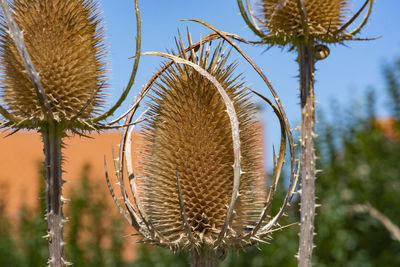 Close-up of dried thistle plant