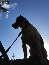 Low angle view of silhouette dog against sky