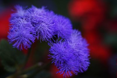 Close-up of purple flowering plant