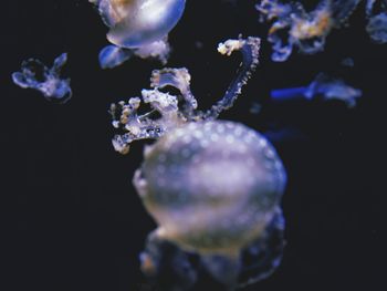 Close-up of jellyfish against black background