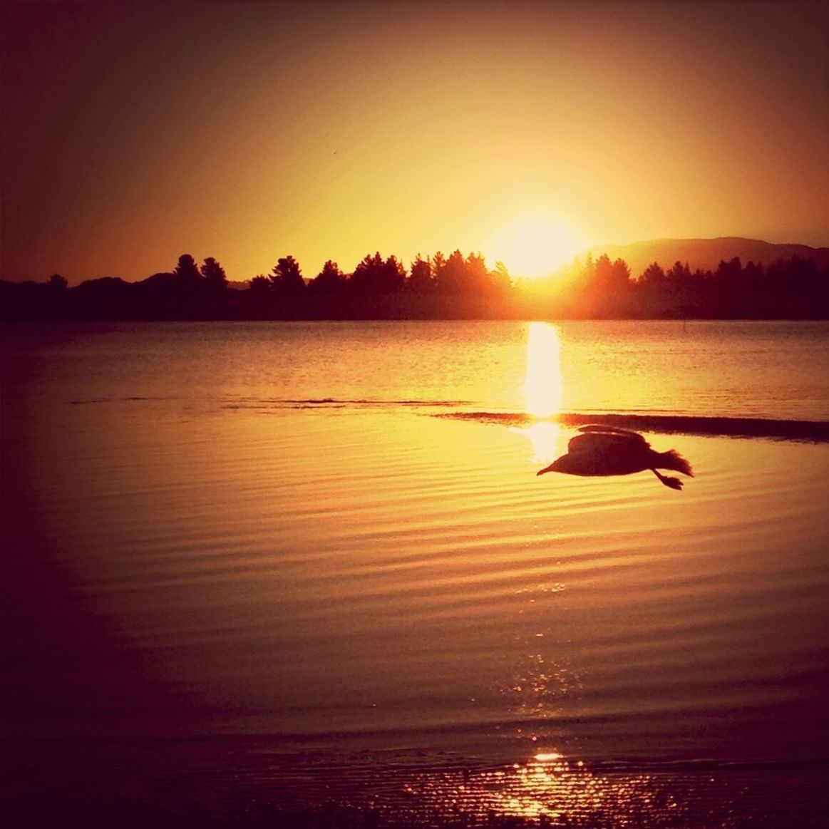 sunset, water, sun, silhouette, reflection, tranquil scene, orange color, scenics, tranquility, beauty in nature, bird, lake, animal themes, idyllic, nature, sunlight, waterfront, rippled, wildlife, sky