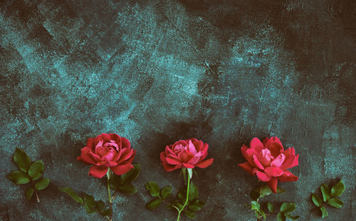 Close-up of pink roses against wall