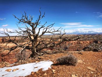 Bare tree on snow covered land