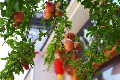 Low angle view of fruits growing on tree