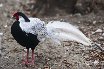 Close-up of bird standing on field