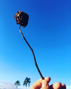 Close-up of hand holding butterfly against blue sky