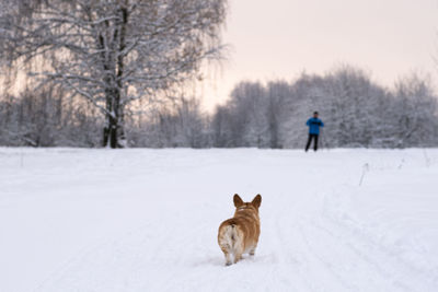 Dog running on snow covered field