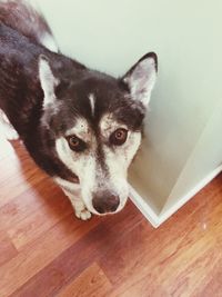 Close-up portrait of dog