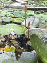 Close-up of water lily