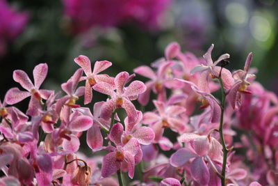 Close-up of pink flowers