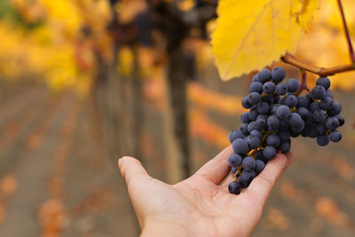 Cropped image of hand holding grapes