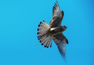 Low angle view of eagle flying against clear blue sky