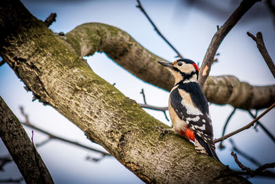 Low angle view of bird perching bare tree against sky