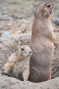 Close-up of animal