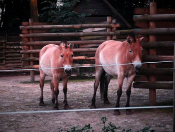 Horses standing in ranch