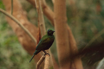 Close-up of bird perching on tree