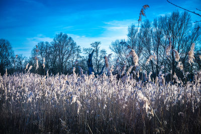 Plants growing on field against sky