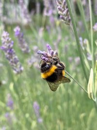 Close-up of bee on purple flower