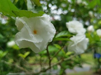 Close-up of white rose flower