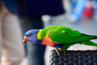 Close-up of parrot perching on branch